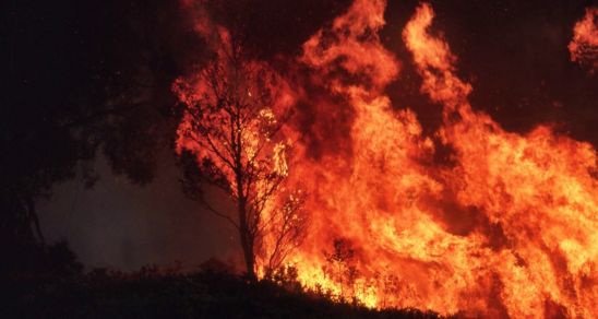 Out of control fire ravages trees